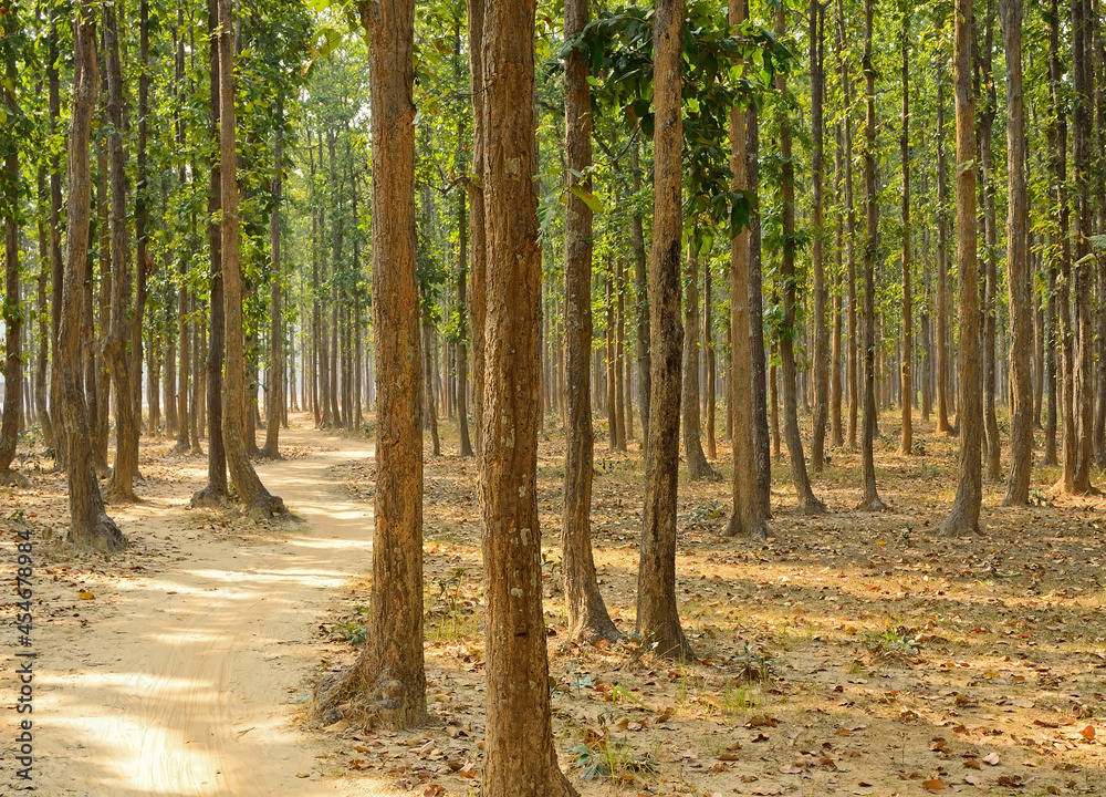 Lane going passing through forest of sal (Shorea robusta) trees in the day light Lane going passing through forest of sal (Shorea robusta) trees in the day light