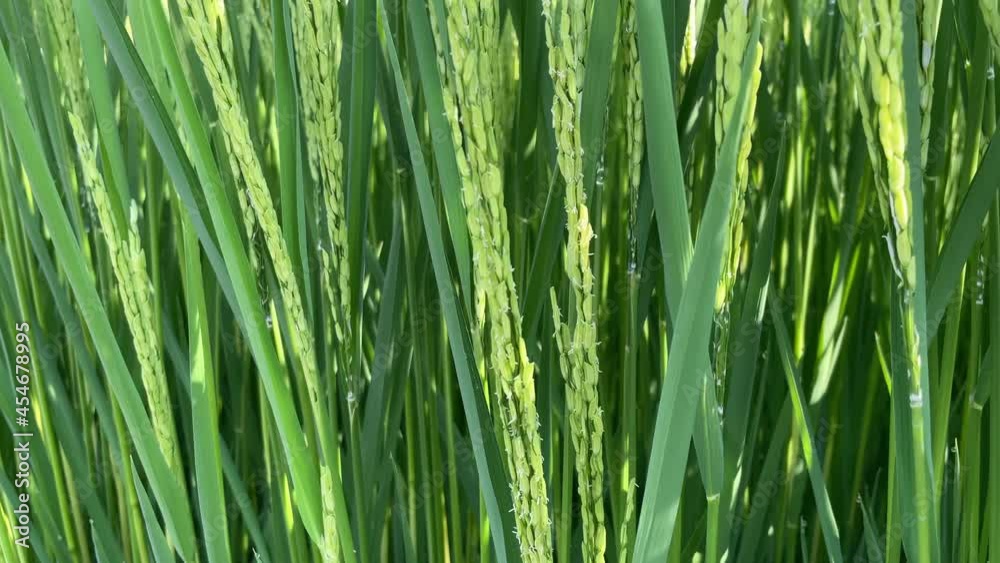 Rice field, rice flower, background material Rice field, rice flower, background material