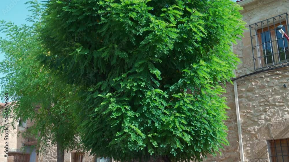 Some stabilised shots of a centenary Robinia Pseudoacacia tree. Taken in Fuentelsaz, Castilla la Mancha, Spain. Some stabilised shots of a centenary Robinia Pseudoacacia tree. Taken in Fuentelsaz, Castilla la Mancha, Spain.