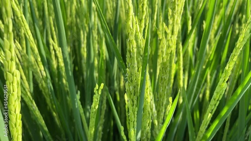 Hybrid rice seed production, female plant, rice flower close-up photo