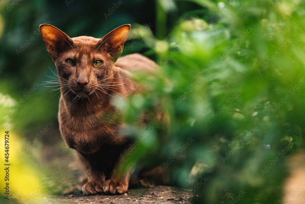 A brown oriental cat sits near a flower bed with greenery. A brown oriental cat sits near a flower bed with greenery.