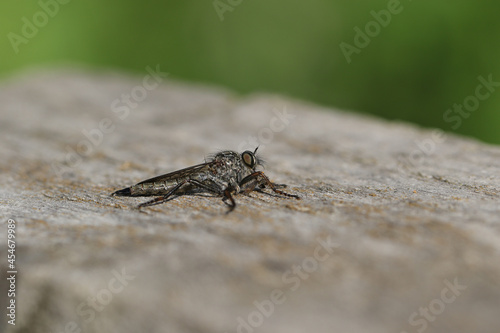 A Kite-tailed Robberfly, Machimus atricapillus, perching on a wooden fence feeding on a fly.