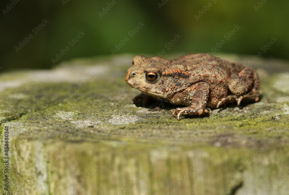 A cute tiny baby Common Toad, Bufo bufo, hunting for food at the edge of woodland. A cute tiny baby Common Toad, Bufo bufo, hunting for food at the edge of woodland.