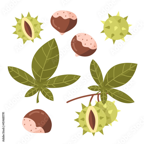 Set with chestnuts in cartoon style isolated on white background. Vector illustration.