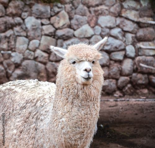 Portrait of a llama in Peru