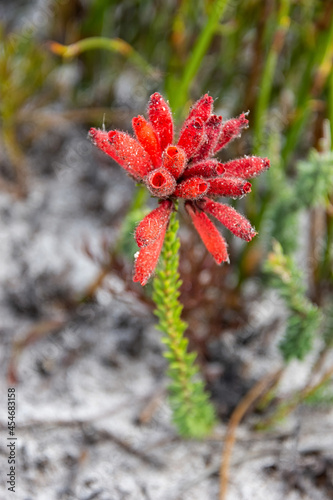 Erica cerinthoides