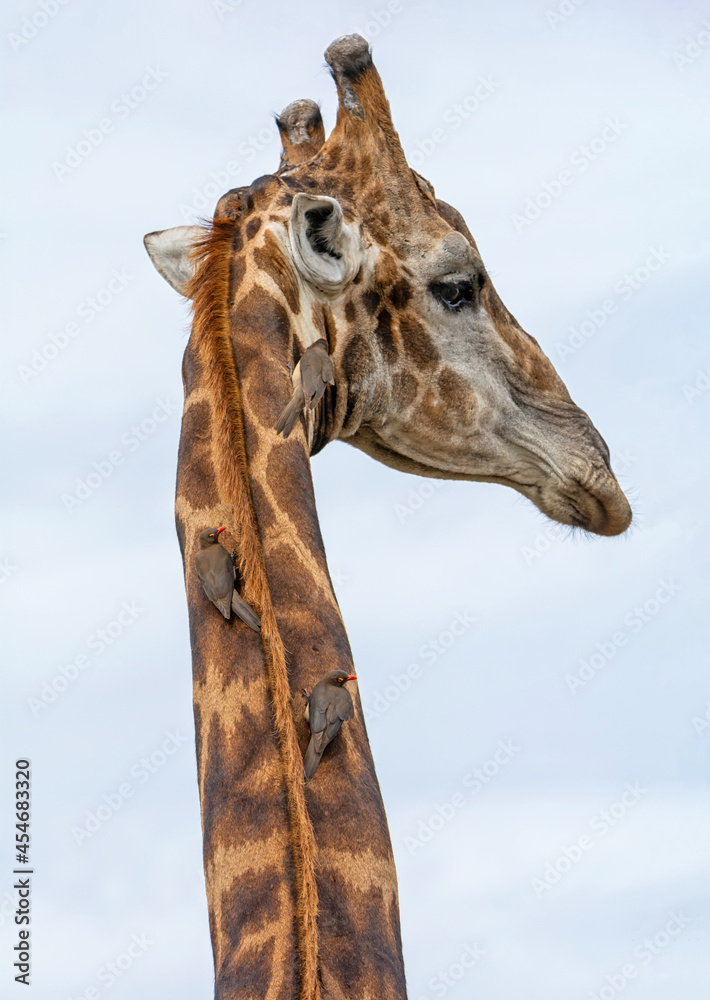 Giraffe and Oxpeckers Giraffe and Oxpeckers