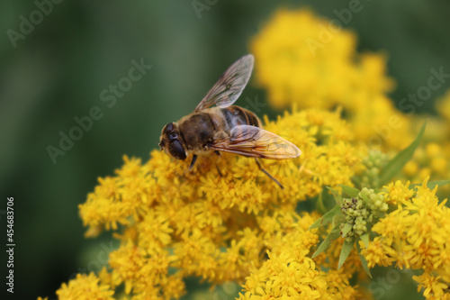 Honey bee on yellow flowers of Goldenrod. Apis mellifera eating nectar on Solidago gigantea
