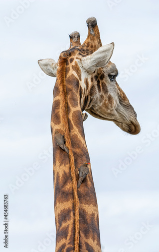 Giraffe and Oxpeckers