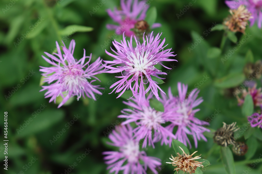 Pink or purple flowers of Centaurea phrygia, also called Wig knapweed in the meadow on a summer day Pink or purple flowers of Centaurea phrygia, also called Wig knapweed in the meadow on a summer day