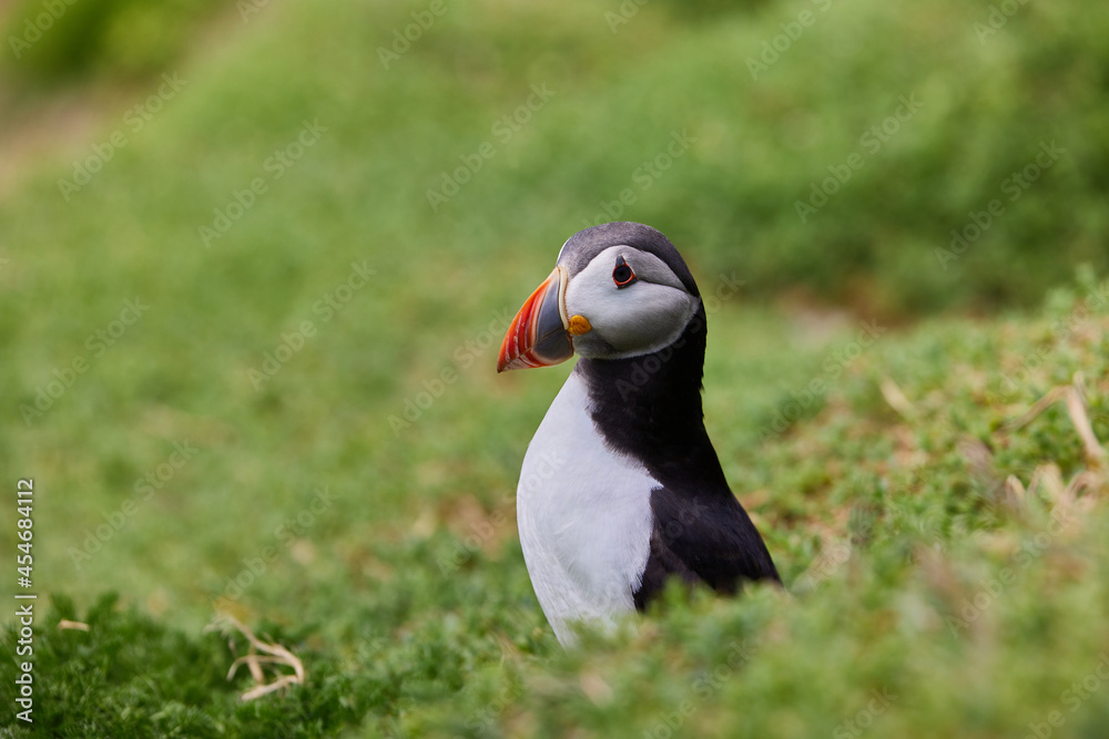 puffin standing on a rock cliff . fratercula arctica puffin standing on a rock cliff . fratercula arctica