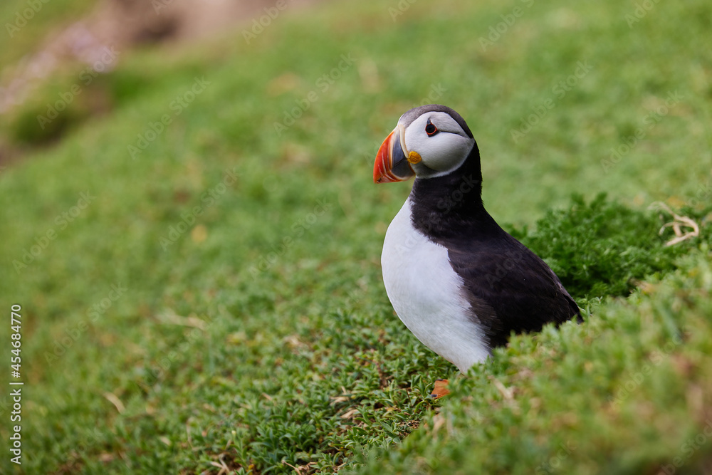 Obraz premium puffin standing on a rock cliff . fratercula arctica