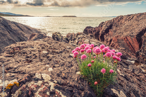 Wild red flowers grow on ragged stone surface of coast line of Ireland. Cloudy sky. Beautiful nature scene. Irish landscape. Nature background photo