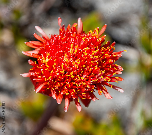 Haemanthus sanguineus Flower photo