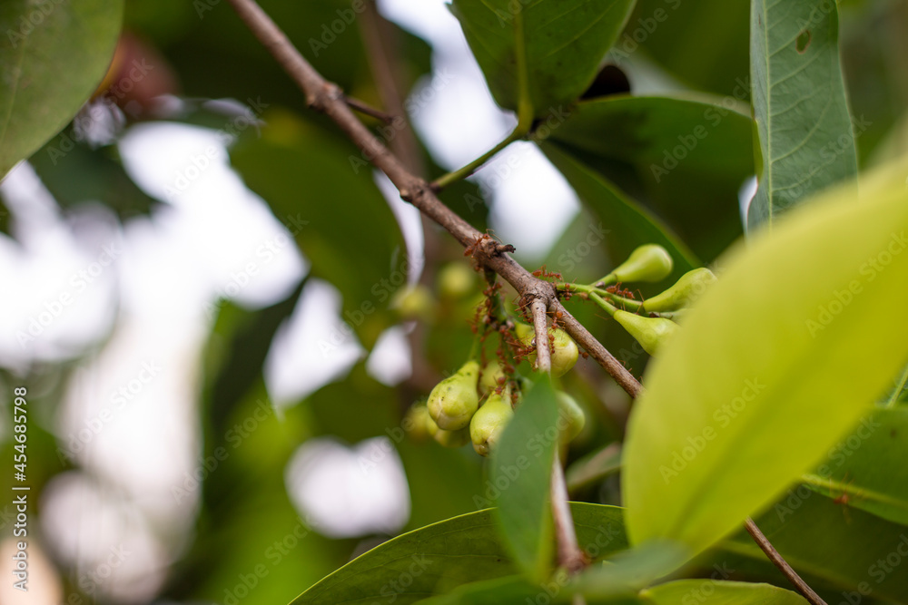 Young fruit of rose apple and red ant Young fruit of rose apple and red ant