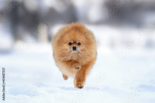 pomeranian spitz dog running outdoors in winter © otsphoto