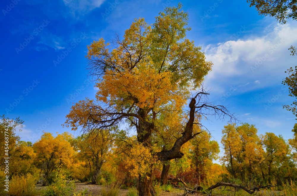 The golden leaves of poplar(Huyang) trees look like plants in an oil painting. The golden leaves of poplar(Huyang) trees look like plants in an oil painting.