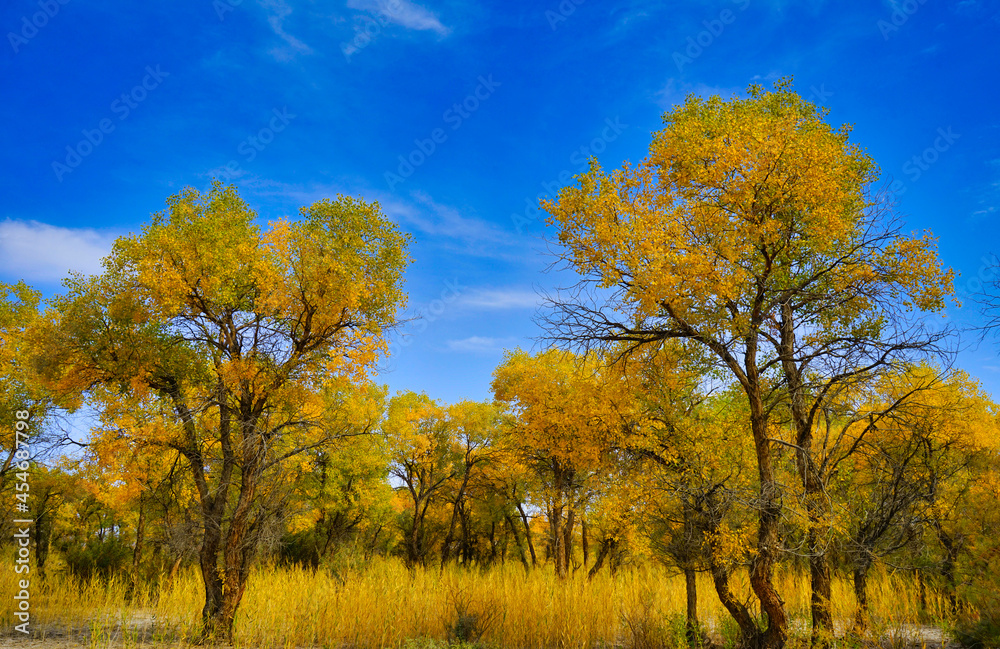The golden leaves of poplar(Huyang) trees look like plants in an oil painting. The golden leaves of poplar(Huyang) trees look like plants in an oil painting.