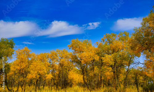 The golden leaves of poplar(Huyang) trees look like plants in an oil painting.