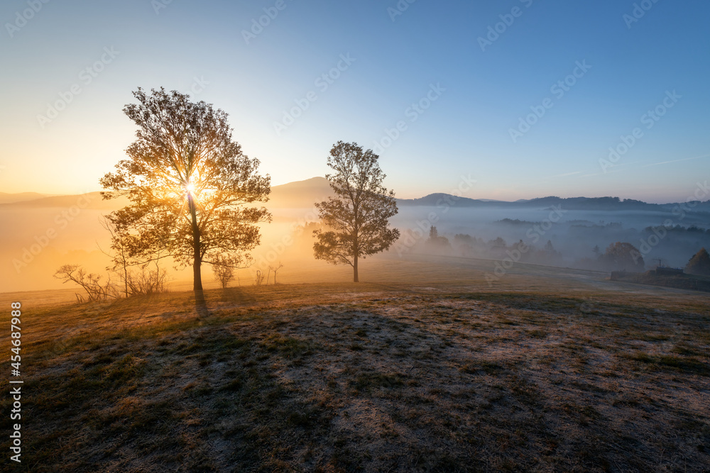 A peaceful scenery with a couple of trees in the fog during sunrise in autumn. A peaceful scenery with a couple of trees in the fog during sunrise in autumn.