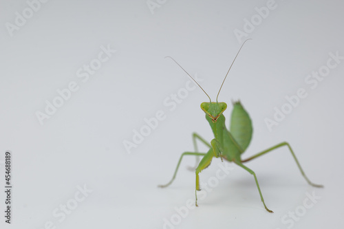 close up praying mantis on a white background horizonta shot