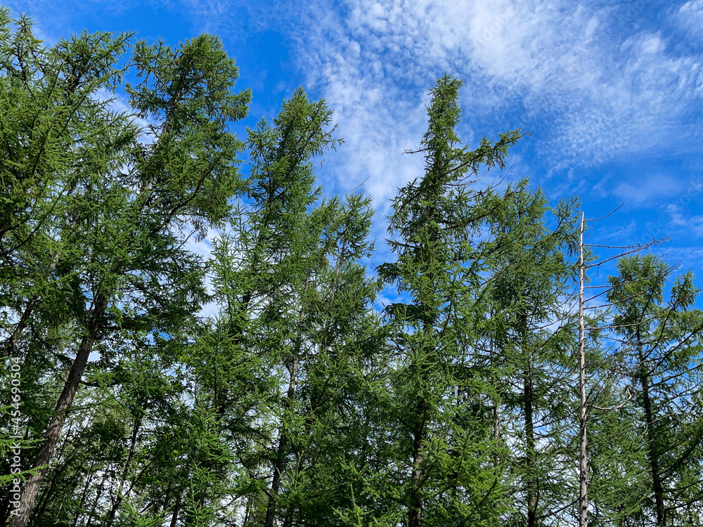 blue sky with clouds and trees blue sky with clouds and trees