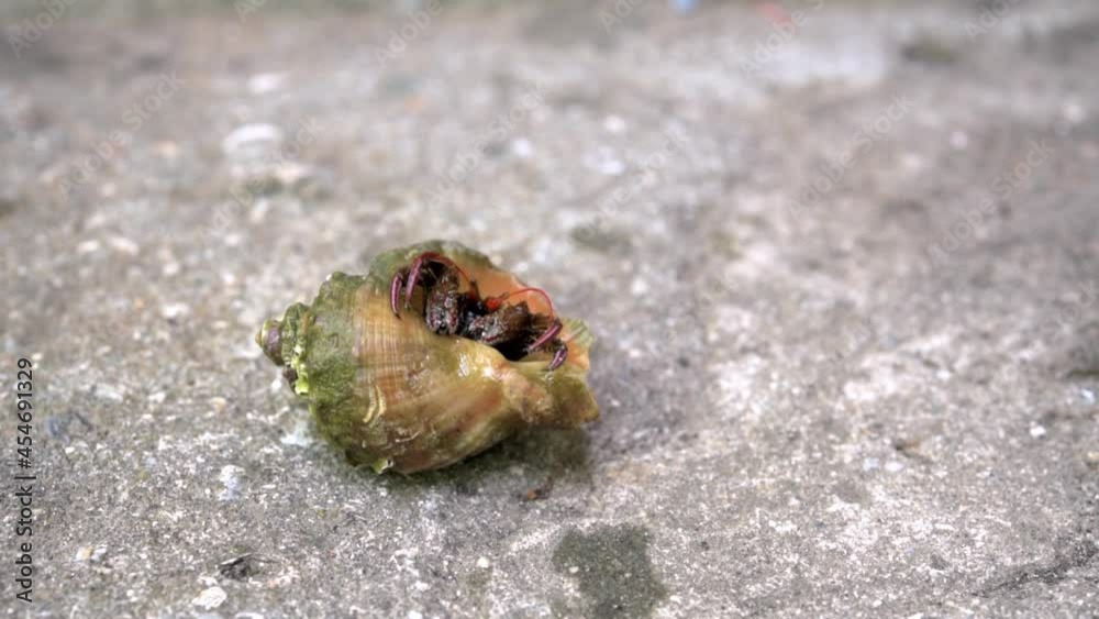 Hermit crab emerges from its shell close-up Hermit crab emerges from its shell close-up
