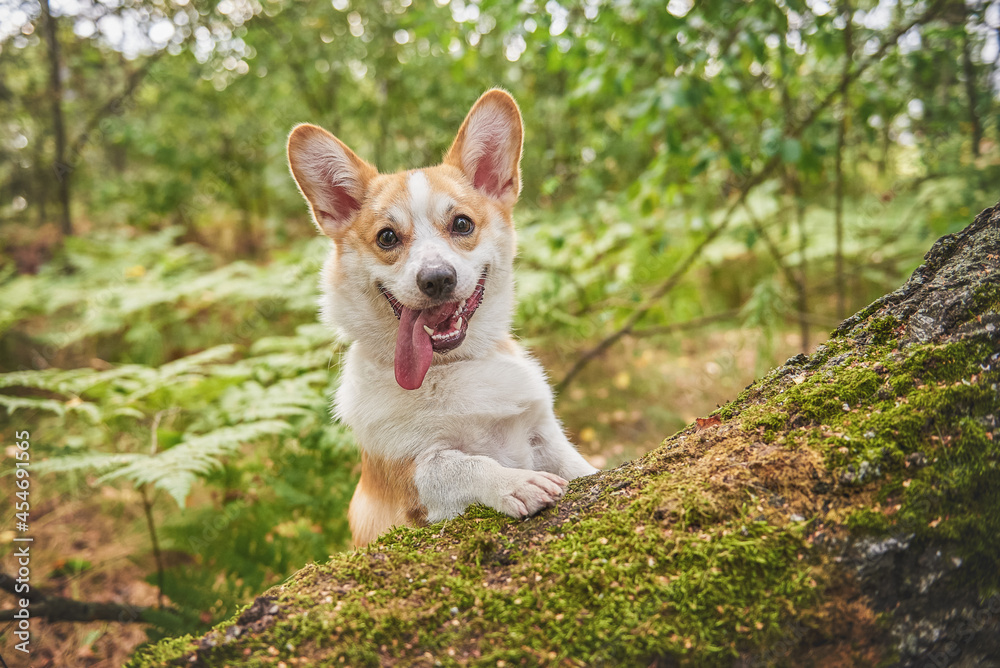 A dog of the corgi breed stands against a tree and leans on it with its paws, the dog is smiling close-up