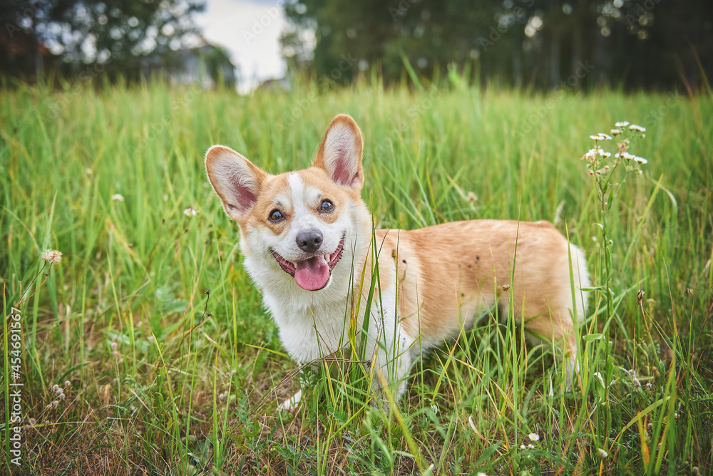 Corgi dog for a walk in the park on a green lawn