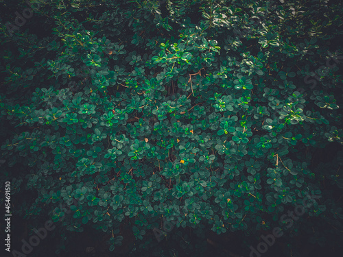 cinematic green leaf high resolution background