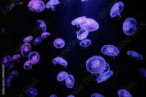 Fototapeta jellyfish in blue water