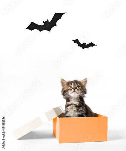 Fototapeta Naklejka Na Ścianę i Meble -  kitten sit in an orange box and look up at the bats