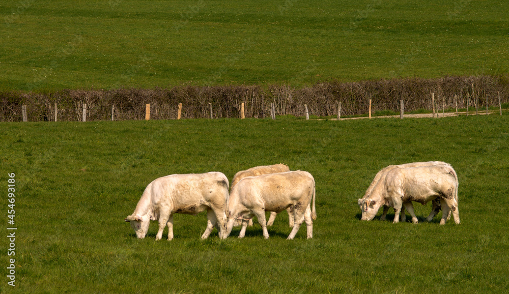 Veaux charolais au pâturage à Villereversure, Ain, France Veaux charolais au pâturage à Villereversure, Ain, France