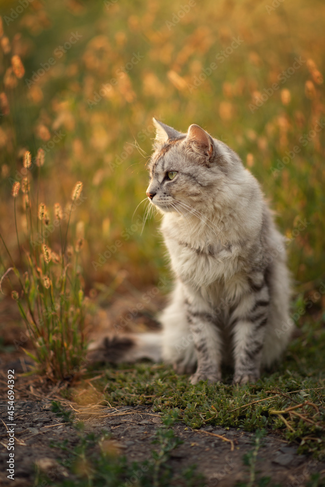 Photo of a gray fluffy cat at sunset in the grass.