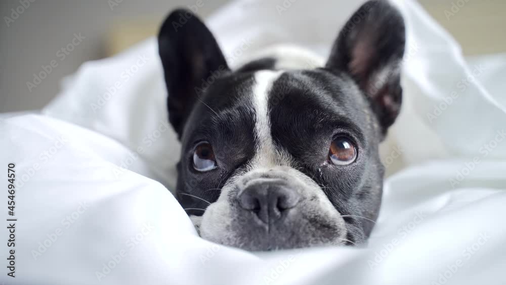 portrait adorable little french bulldog lying on a bed under white blanket, sad looking into the camera. Close up Cute pet at home alone. Indoors. Poor sick tired bored care dog and animals concept portrait adorable little french bulldog lying on a bed under white blanket, sad looking into the camera. Close up Cute pet at home alone. Indoors. Poor sick tired bored care dog and animals concept