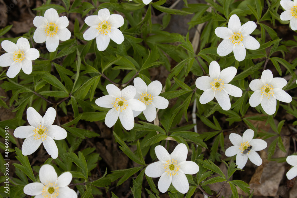Obraz premium Flowering white Wood anemone, Anemone nemorosa in Estonian boreal forest. 