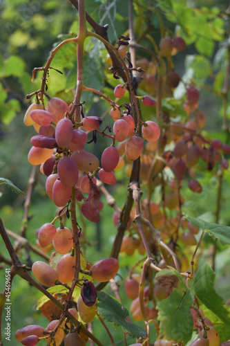 pink grapes growing on bushes