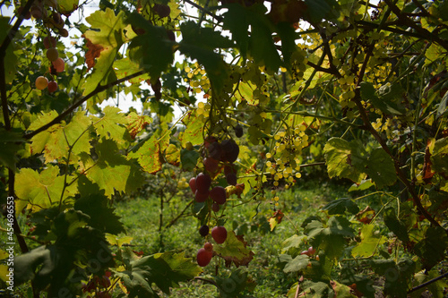 pink grapes growing on bushes