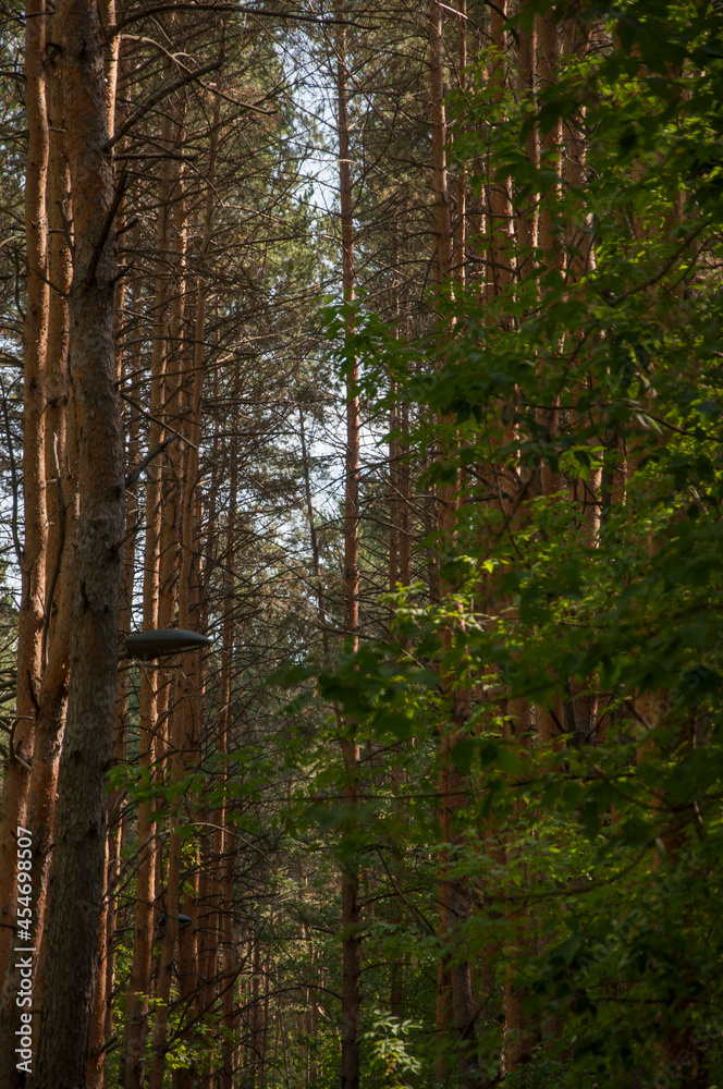 Fototapeta premium spruce forest, pinery, pine forest, Pine Tree, Fairy Forest, untouched spruce forest
