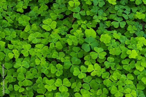 Forest floor covered with fresh and green Common wood sorrel, Oxalis acetosella plants during a late spring in Estonia, Northern Europe. 