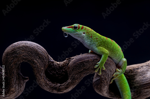green Chameleon Lizard sitting in flower branch  © lisdiyanto