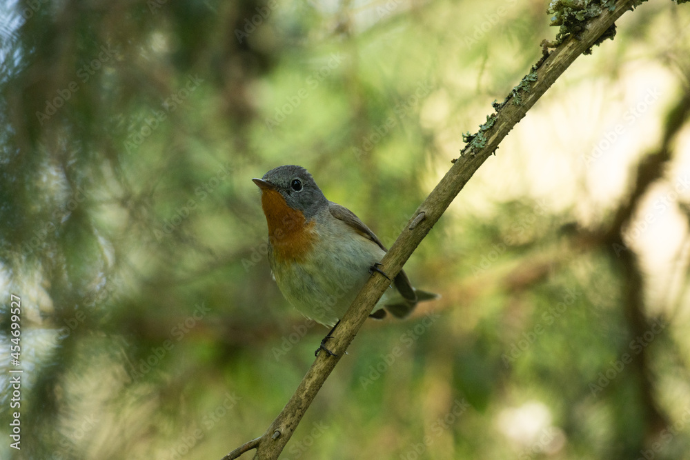 Curious Red-breasted flycatcher, Ficedula parva in a summery forest in Estonian nature. Curious Red-breasted flycatcher, Ficedula parva in a summery forest in Estonian nature.