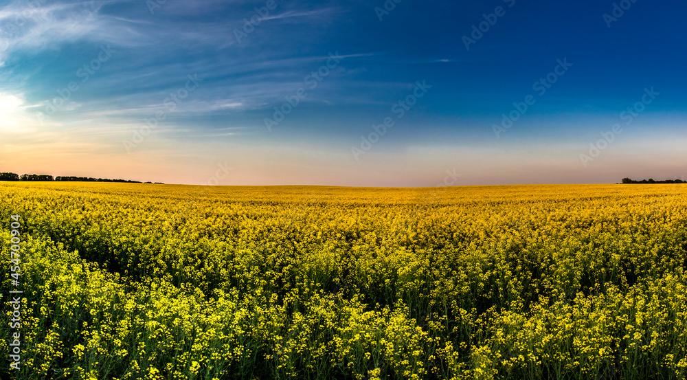 picturesque wide panoramic view of a blooming rapeseed field. warm clear evening in May in fine weather