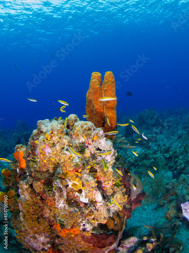 Yellow tube sponge and school of juvenile Bluehead wrasse around a rock (Grand Cayman, Cayman Islands) photo