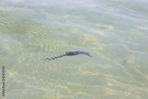 Seahorse swims in clear sea water