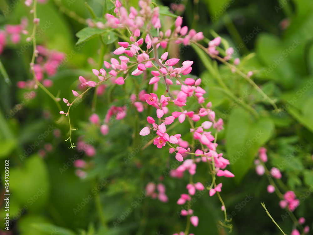 Pink flower small ivy Scientific name Antigonon leptopus Hook, arranged into beautiful bouquets on blurred of nature background Pink flower small ivy Scientific name Antigonon leptopus Hook, arranged into beautiful bouquets on blurred of nature background