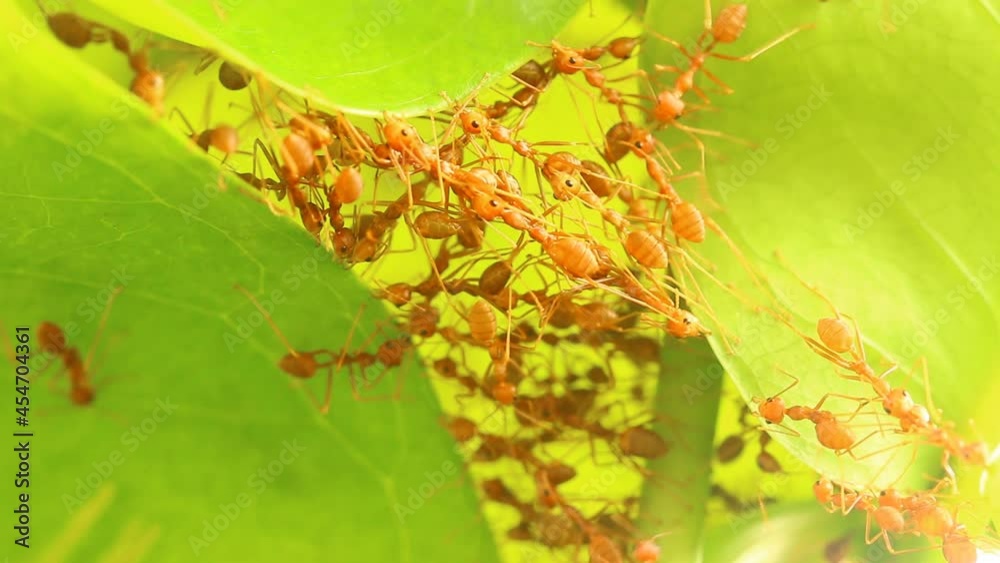 Ants building nest from tree leaves , out door Chiangmai Thailand Ants building nest from tree leaves , out door Chiangmai Thailand