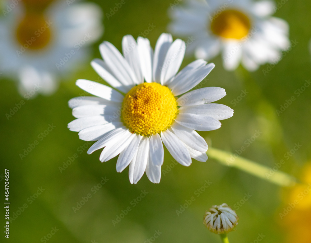 Chamomile flowers in the summer park. Chamomile flowers in the summer park.