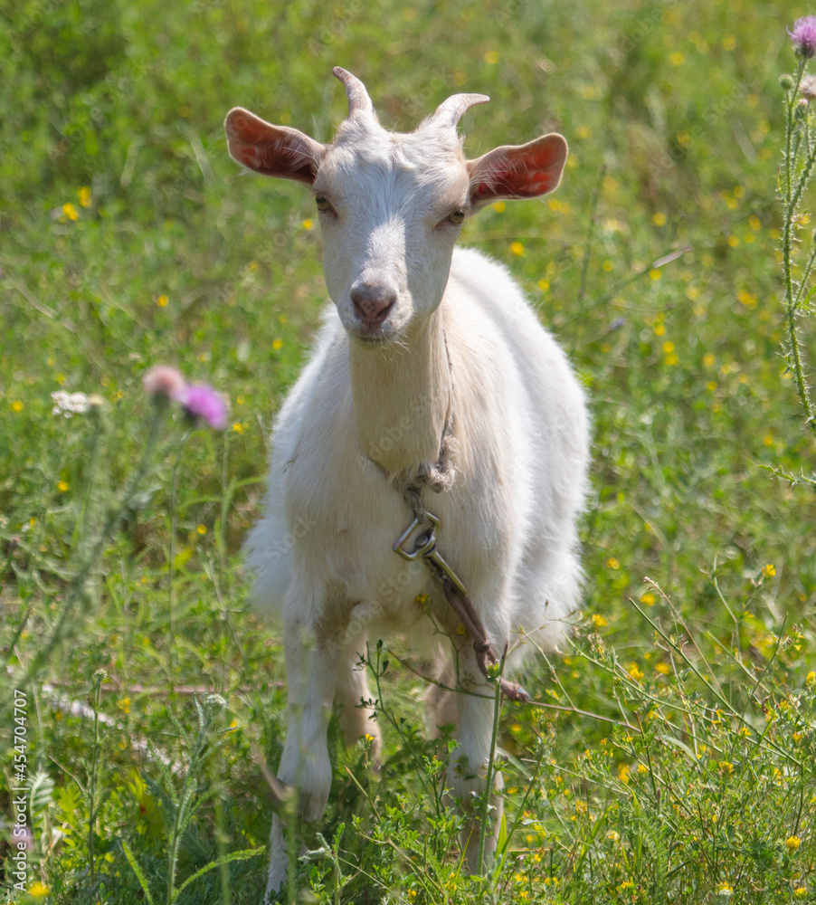 Portrait of a white goat