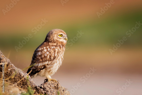 Little owl. Colorful nature background. Athene noctua.  